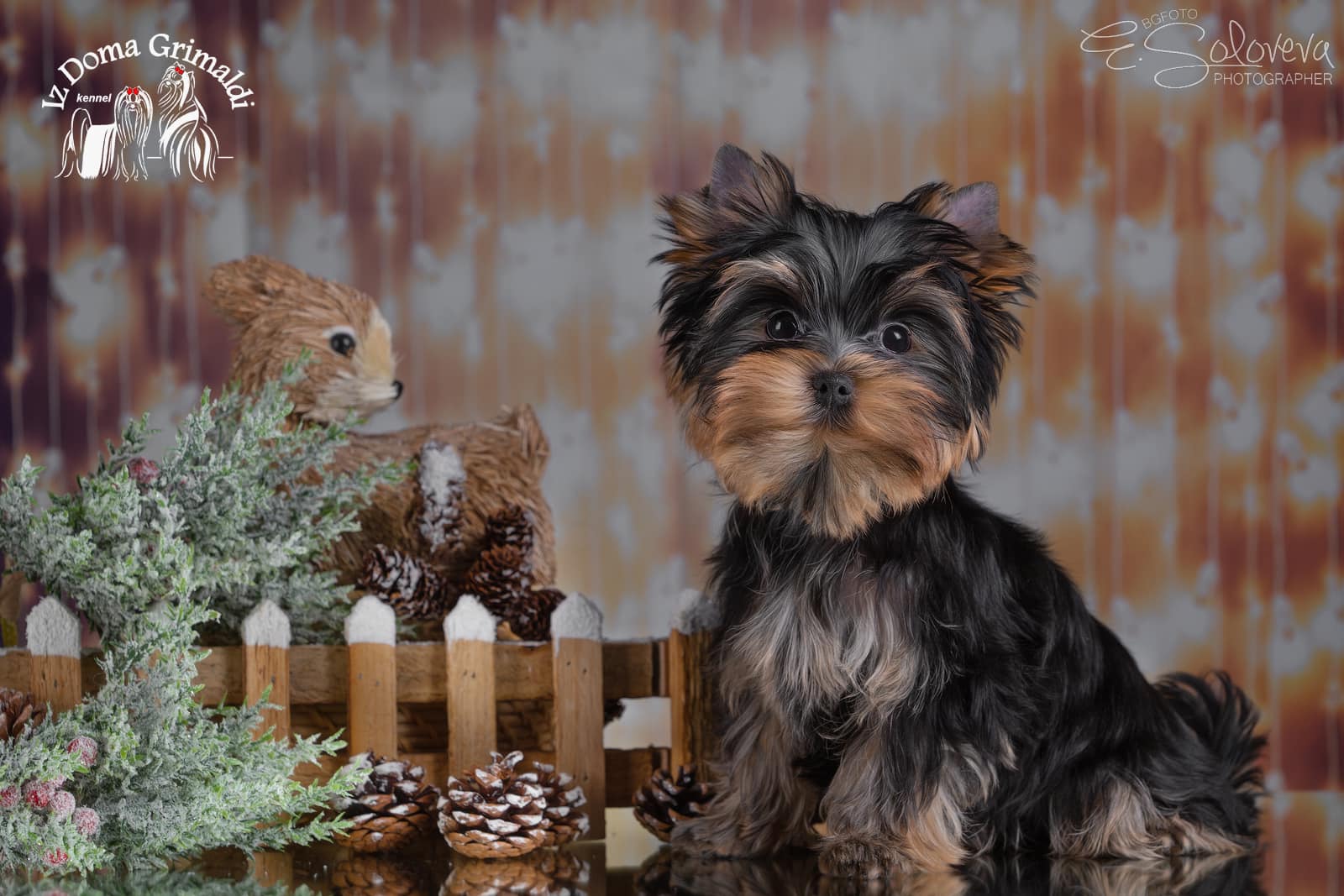  CHERRY ON CAKE IZ DOMA GRIMALDI &mdash; Labaza DogPedigree YorkshireTerrier